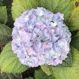 （分類：）位於 。 由 bowwcc 提交（商品編號 1384971275，圖片 1）。簡介： 。