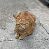 （分類：）位於 。 由 eus499 提交（商品編號 1385698351，圖片 1）。簡介： 。