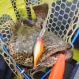 (Category: ) located in . Submitted by tacklemayhem (Listing ID 1357022110, Image 1). Description: .