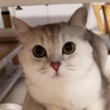 （分類：）位於 。 由 good_good_shop 提交（商品編號 1336140710，圖片 1）。簡介： 。