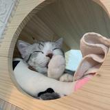 （分類：）位於 。 由 kit_2005 提交（商品編號 1378179988，圖片 1）。簡介： 。