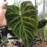 (Category: ) located in . Submitted by plantsbykc (Listing ID 1331054139, Image 1). Description: .