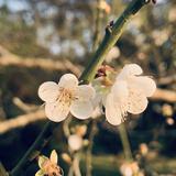 由 wyb85 (刊登 ID 1381180492，圖片 1) 提交，位於 的 (類別：)，說明：。