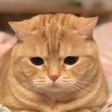 (分類:)位於 。 由 loooexxz 提交(商品編號 1456956902,圖片 1)。簡介: 。