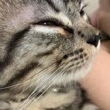 (Category: ) located in . Submitted by curiouslittlekitten (Listing ID 1371869309, Image 1). Description: .
