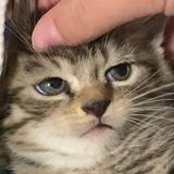 (Category: ) located in . Submitted by kittybubz (Listing ID 1097706226, Image 1). Description: .