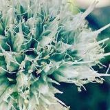 （分類：）位於 。 由 kellyshiiu 提交（商品編號 1380402999，圖片 1）。簡介： 。