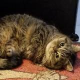 （分類：）位於 。 由 catcat1101 提交（商品編號 1341944621，圖片 1）。簡介： 。