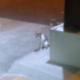 (Category: ) located in . Submitted by gabriellaaaaaaaaaaaaaaa (Listing ID 1322187555, Image 1). Description: .