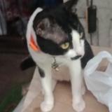 (Category: ) located in . Submitted by ranito (Listing ID 1372610606, Image 1). Description: .