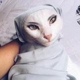 (Category: ) located in . Submitted by umwacutecat (Listing ID 1368275029, Image 1). Description: .