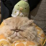 （分類：）位於 。 由 big_cat_house_shop_japan 提交（商品編號 1122115240，圖片 1）。簡介： 。