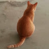 (Category: ) located in . Submitted by momolatte (Listing ID 1373229964, Image 1). Description: .