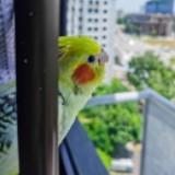 (Category: ) located in . Submitted by obetmagaling (Listing ID 1167284194, Image 1). Description: .