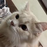 (Category: ) located in . Submitted by waz05 (Listing ID 1431441179, Image 1). Description: .