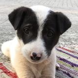 (Category: ) located in . Submitted by yellowmattercustard (Listing ID 1383624364, Image 1). Description: .