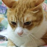 （分類：）位於 。 由 cat1994 提交（商品編號 1385768180，圖片 1）。簡介： 。