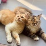 (Kategori: ) berada di . Dikirim oleh prelovedbykatrinasalsa (ID iklan 1363900229, Gambar 1). Deskripsi: .
