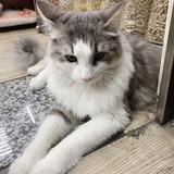 由 guess5858 (刊登 ID 1378606744，圖片 1) 提交，位於 的 (類別：)，說明：。