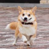 （分類：）位於 。 由 lmaoeee 提交（商品編號 1380496524，圖片 1）。簡介： 。