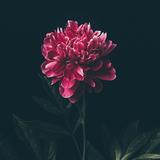 （分類：）位於 。 由 kulaaaa 提交（商品編號 1382600873，圖片 1）。簡介： 。