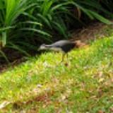 (Category: ) located in . Submitted by bbhhyy (Listing ID 1371055410, Image 1). Description: .