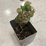 （分類：）位於 。 由 babiesma 提交（商品編號 1371960517，圖片 1）。簡介： 。