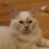 (Category: ) located in . Submitted by ergo35 (Listing ID 1295718143, Image 1). Description: .