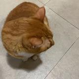 （分類：）位於 。 由 kisssuet 提交（商品編號 1380521216，圖片 1）。簡介： 。