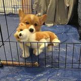 (Category: ) located in . Submitted by yyyhp (Listing ID 1319465338, Image 1). Description: .