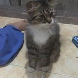 (Kategori: ) berada di . Dikirim oleh sepna_diayastin. (ID iklan 1353337608, Gambar 1). Deskripsi: .