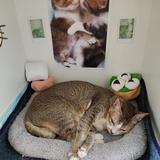 (Category: ) located in . Submitted by ngcc72 (Listing ID 1462917416, Image 1). Description: .