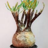 （分類：）位於 。 由 hhththtt 提交（商品編號 1368801923，圖片 1）。簡介： 。