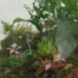 (Category: ) located in . Submitted by dream_a_little_forest (Listing ID 1352077723, Image 1). Description: .