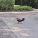 (Category: ) located in . Submitted by yujun123 (Listing ID 1455881682, Image 1). Description: .