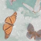 （分類：）位於 。 由 hk___. 提交（商品編號 1296964215，圖片 1）。簡介： 。