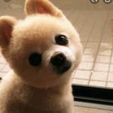 （分類：）位於 。 由 frontline_plus 提交（商品編號 1235771239，圖片 1）。簡介： 。