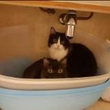 (Category: ) located in . Submitted by nzms02 (Listing ID 1349993329, Image 1). Description: .