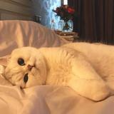 （分類：）位於 。 由 irene0209 提交（商品編號 1257604688，圖片 1）。簡介： 。