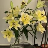 (分類:)位於 。 由 florac421 提交(商品編號 1464652410,圖片 1)。簡介: 。