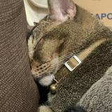 (Category: ) located in . Submitted by kiamon_ (Listing ID 1257942585, Image 1). Description: .