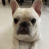 （分類：）位於 。 由 memetata 提交（商品編號 1190066950，圖片 1）。簡介： 。