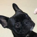 (Category: ) located in . Submitted by thedogtor (Listing ID 1220296950, Image 1). Description: .
