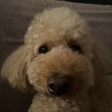 (Category: ) located in . Submitted by cris.pies (Listing ID 1362891914, Image 1). Description: .