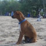 (Category: ) located in . Submitted by grubber (Listing ID 1252229587, Image 1). Description: .