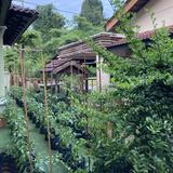 (Category: ) located in . Submitted by aimanazirul (Listing ID 1251285332, Image 1). Description: .