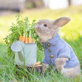 （分類：）位於 。 由 starrii 提交（商品編號 1244958234，圖片 1）。簡介： 。