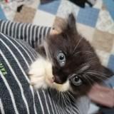 (Category: ) located in . Submitted by swift.pinkblooms (Listing ID 1469812074, Image 1). Description: .