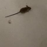 (Category: ) located in . Submitted by yazedhaziq (Listing ID 1066097783, Image 1). Description: .