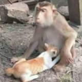 (Kategori: ) berada di . Dikirim oleh jualhalal (ID iklan 1373427527, Gambar 1). Deskripsi: .